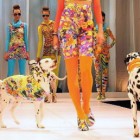 Northampton Rocks! I See Rosy Future for Fashion in Graduate Catwalk Show